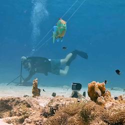 Parrotfish model pulled across reef on a wire.