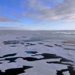 arctic