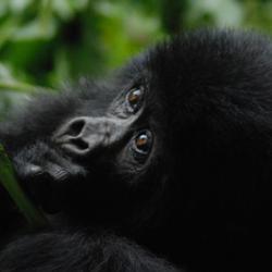 Baby gorilla