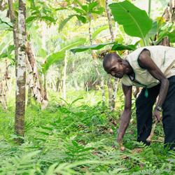 The Gola Rainforest Project in Sierra Leone. This conservation project has limited leakage while slowing deforestation by supporting nearby farmers such as Mallo Samah to increase their yields and get higher prices for their cocoa.