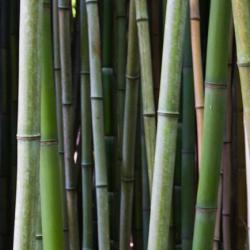 Bamboo