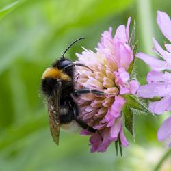 Bumblebee foraging for nectar.
