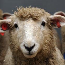 Sheep