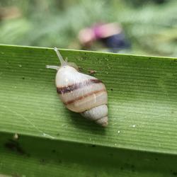 Partula tohiveana snail in the wild