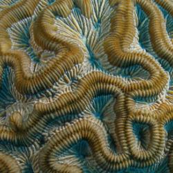 Brain coral