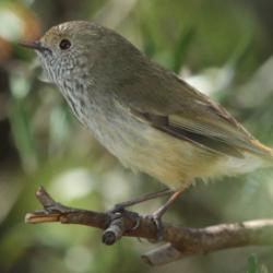 Brown thornbill
