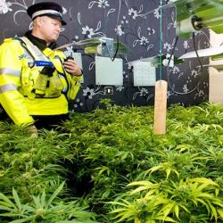A cannabis setup inside a residential premises in the West Midlands. Image: West Midlands Police.