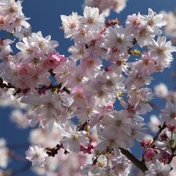 Cherry blossom