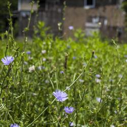 Chicory growing on unused land in Cleveland, USA.