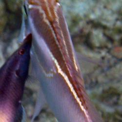 cleaner fish