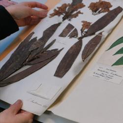 Rhododendron brookianum type specimen from the University of Cambridge Herbarium