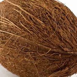 Coconut