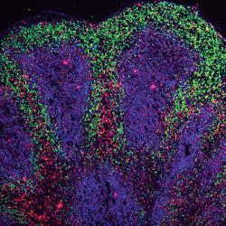 Mini brain organoids showing cortical-like structures