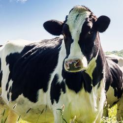 Herd of cows in a grassy field