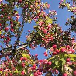 Crab apple tree in bloom