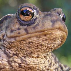 Toad in a tree