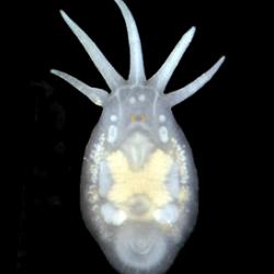 Light microscope image of the five tentacle temnocephalan Temnosewellia c.f rouxi from cultured redclaw crayfish