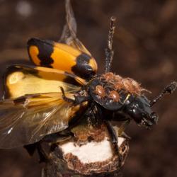 Nicrophorus vespilloides with mites