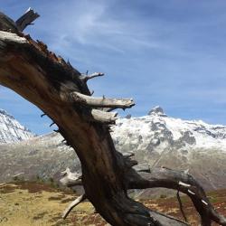 Alps Tree branch