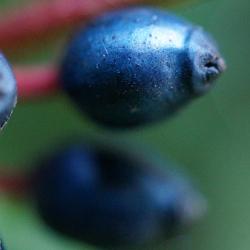 Viburnum tinus fruits