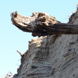 Driftwood in Siberia
