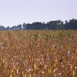 Iowa County Drought