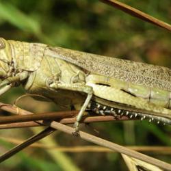 Grasshopper of Acrididae family: Anacridium aegyptium