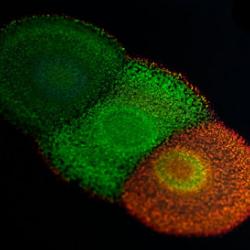 Colony of the Flavobacterium IR1