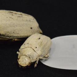 Cyphochilus beetle with cellulose-based coating