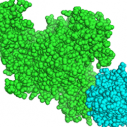 Interacting proteins