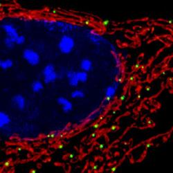 Mitochondria