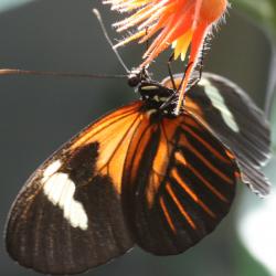 Heliconius Melpomene.