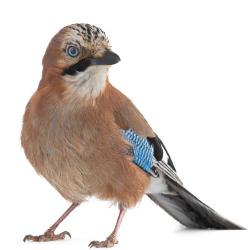 Jay