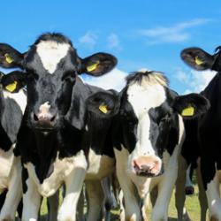 Curious cows
