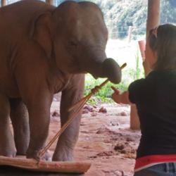Elephant body awareness tast