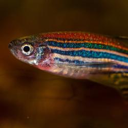Zebrafish