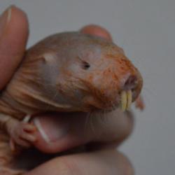 Naked Mole-rat