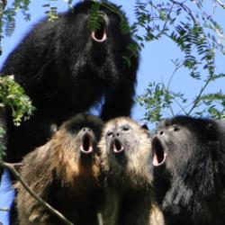 A black howler monkey chorus