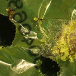 Close-up of wax worm next to biodegraded holes in a polyethylene plastic shopping bag from a UK supermarket as used in the experiment.