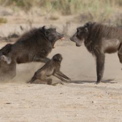 Baboon fight
