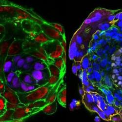 Imaging a human embryo in the absence of maternal tissues - day 10 (left) and day 11 (right)