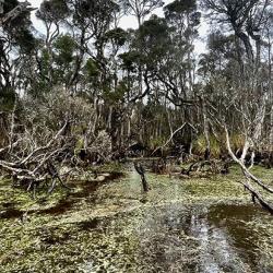 Emerald Swamp, Tasmania