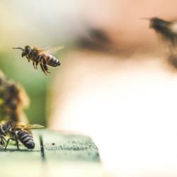 Commercial honeybee hives in the Teide National Park, Tenerife, Spain.