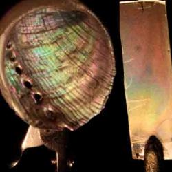 Mother of pearl next to artificial nacre