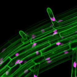 Root of Arabidopsis thaliana with green fluorescent protein decorating cell membrane and red fluorescent protein marking nuclei. 