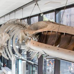 Jack Ashby talking to the Museum's fin whale 
