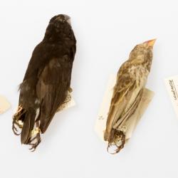  Galapagos finch specimens from Museum of Zoology, collected on the second voyage of HMS Beagle that carried Darwin to the Islands. Researchers say these famously diverse finches are an iconic example of rapid speciation in the tropics. 