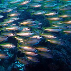 Marine ecosystem