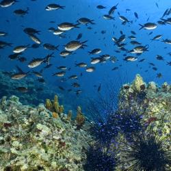 Fish near Turkish coastline 