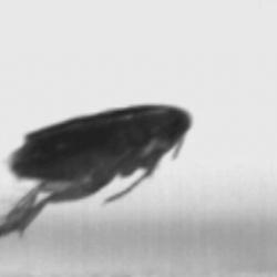 Flea jumping
